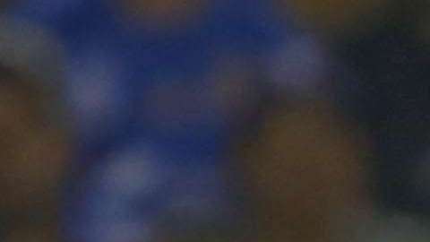 El campeón Tigres recibe a las Águilas del América en el "Volcán", en duelo de la fecha 6