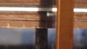 La marmota Chuck predijo una primavera temprana.