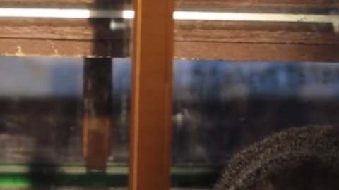 La marmota Chuck predijo una primavera temprana.