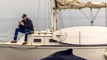 Un hombre está observando su teléfono con tanta atención que se pierde el espectáculo de ballenas alrededor del barco.