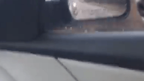 Un perro rescatado se muestra así de agradecido por su nueva vida.