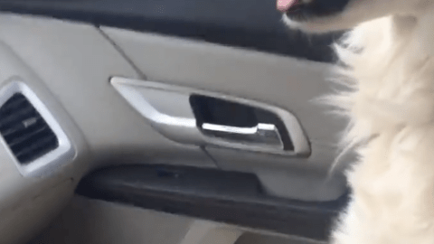Un perro rescatado se muestra así de agradecido por su nueva vida.