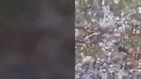 Las cabezas de este reptil se encontraban a los extremos.