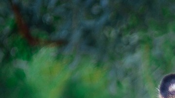 Un "feroz" tigre estaba en una granja de Escocia. Imagen ilustrativa.