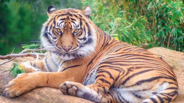 Un "feroz" tigre estaba en una granja de Escocia. Imagen ilustrativa.