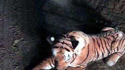 Alguien decidió dejar en la calle al tigre de peluche.
