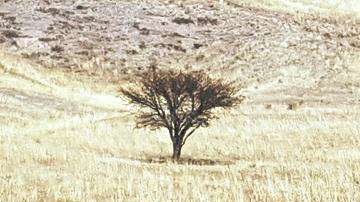 Animales exóticos fueron asegurados en la propiedad de César Duarte.