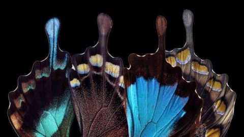 Las alas de las mariposas son más complejas de lo que parece a simple vista.
