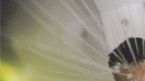 ¿Son los supuestos beneficios de las duchas frías lo suficientemente fuertes? Getty Images