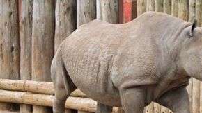 En el mundo quedan menos de 70 rinocerontes de Java.