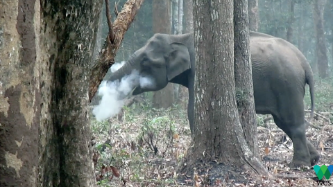 100581505_thesmokingelephant