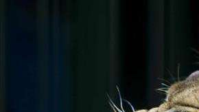 El trabajador dejó abierta la jaula del felino.