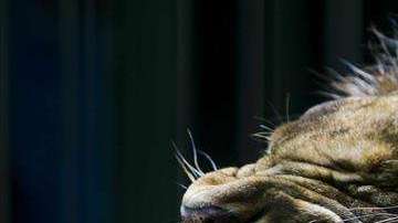 El trabajador dejó abierta la jaula del felino.