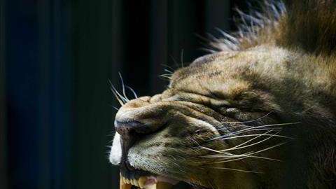 El trabajador dejó abierta la jaula del felino.