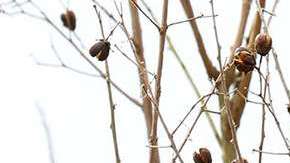 Un cardinal amarillo es, hoy por hoy, un pájaro raro y difícil de ver volando libre en la naturaleza de los Estados Unidos.