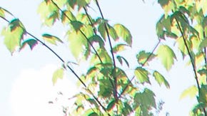 Copper Creek es el último resort de Disney Vacation Club.