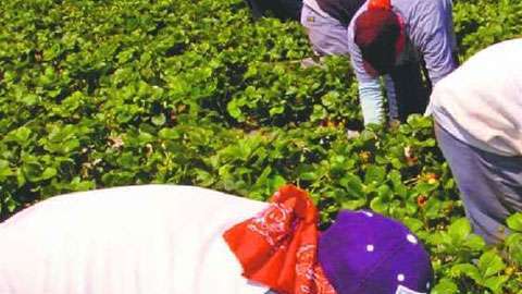 Campesinos entre los arrestados la pasada semana en el norte de California, según reporto el Sindicato de Campesinos (Foto. Archivo)