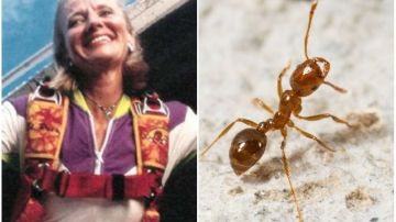 Las hormigas picaron a Joan y le inyectaron un veneno que la mantuvo con vida.