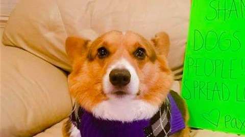 Este perro, de raza corgi, fue insultado en las redes sociales por estar gordo.