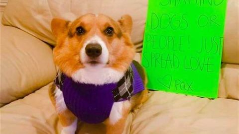 Este perro, de raza corgi, fue insultado en las redes sociales por estar gordo.