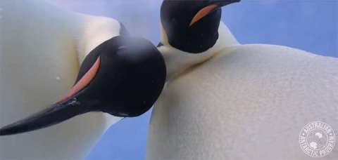 Dos pingüinos se hacen un selfie en la Antártida.