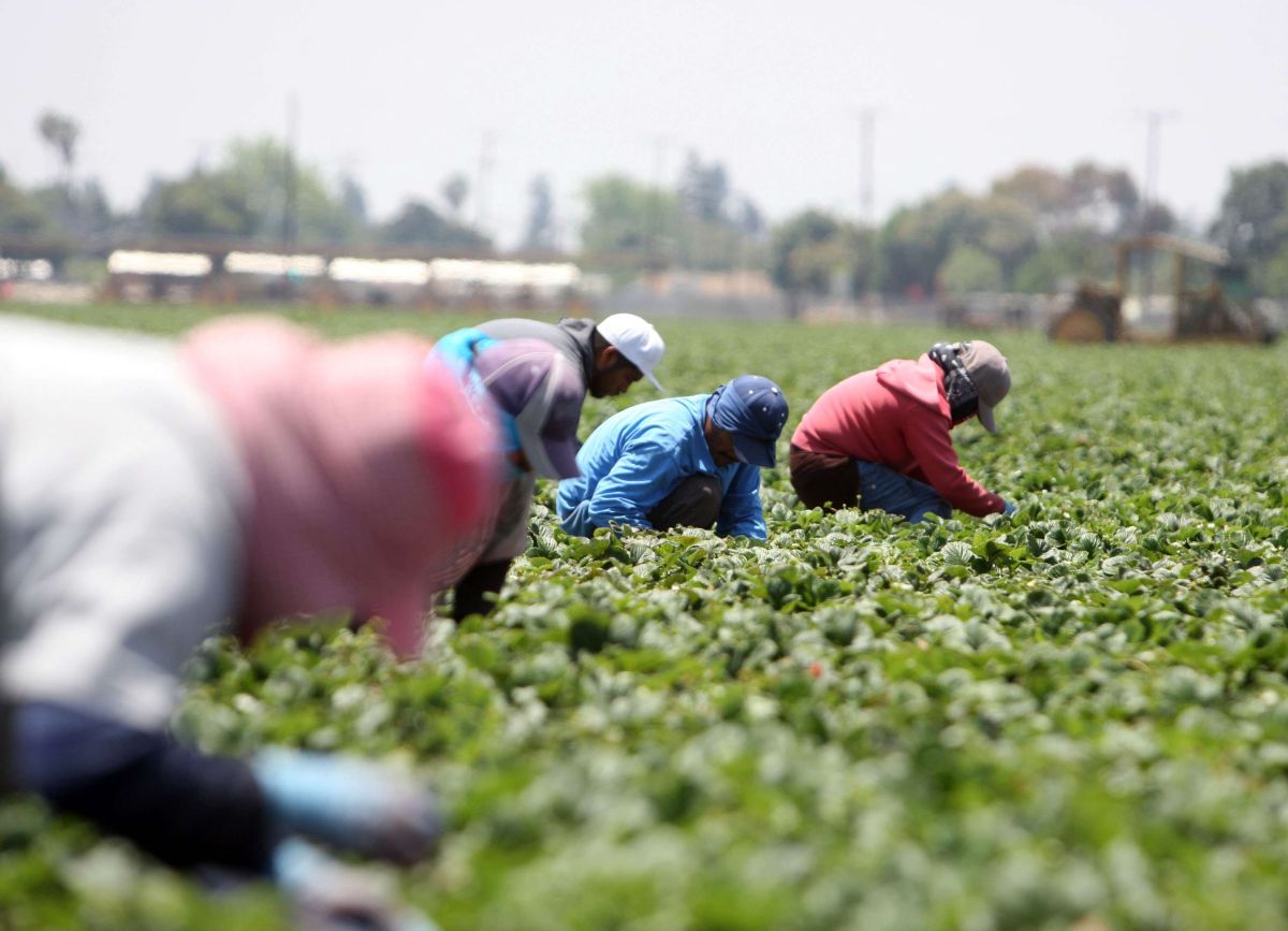 Trabajadores agrícolas en California.