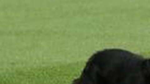 El gato negro que se paseó en Anfield antes del partido entre Manchester United y Liverpool de la fecha 8 de la Premier League.