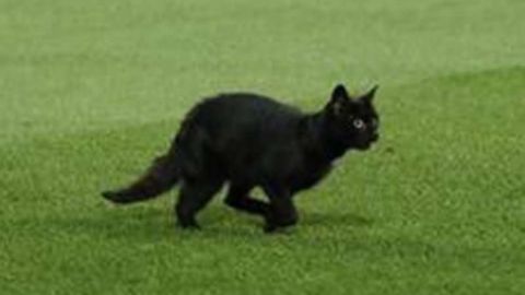 El gato negro que se paseó en Anfield antes del partido entre Manchester United y Liverpool de la fecha 8 de la Premier League.