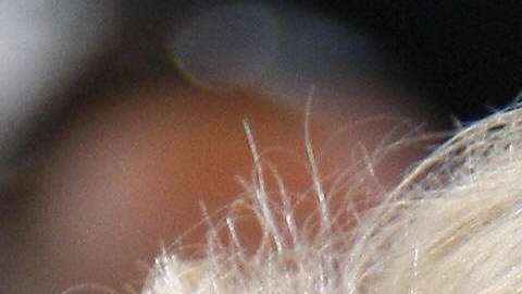 Madonna y Michael Jackson.