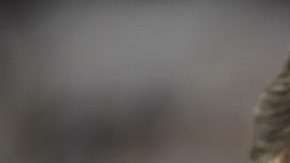 El 'Piojo' Herrera, director técnico de las Águilas del América. (Foto: Imago7/Etzel Espinosa)