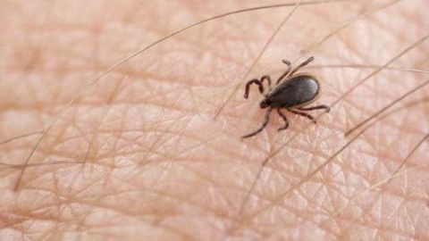 Las garrapatas tienen unos tipos de dientes muy afilados.