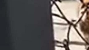 El animal, aparentemente, estaba cansado del cautiverio en el que lo tenían desde cachorro.