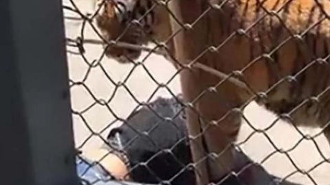 El animal, aparentemente, estaba cansado del cautiverio en el que lo tenían desde cachorro.
