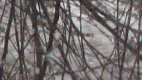 En la cuarta tormenta de nieve, los nuyorquinos estan aprendiendo a lidiar con el clima en el primer dia de primavera.