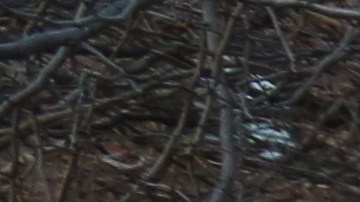 Luz Concepcion. Inquilinos de NYCHA en Chelsea se quejan de la inseguridad y la falta de limpieza.