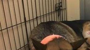 Rex, el perro que sufrió cuatro disparos por proteger a su dueño.