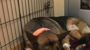 Rex, el perro que sufrió cuatro disparos por proteger a su dueño.