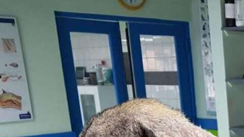 Este pobre perrito tenía una enfermedad en la piel y, además, un gusano en el corazón.