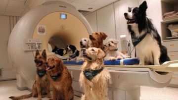 Para el estudio utilizaron 13 perros entrenados para quedarse 7 minutos quietos durante el escaneo de sus cerebros.