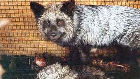 PETA recuerda cuán inhumana es una industria que a menudo arranca pieles a animales cuando aún están agonizando