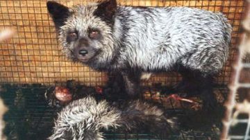 PETA recuerda cuán inhumana es una industria que a menudo arranca pieles a animales cuando aún están agonizando