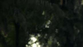 Las Chivas visitarán al Seattle Sounders