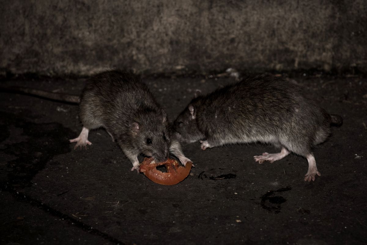Mejorar el manejo de basura ayudaría a reducir la población de ratas. 