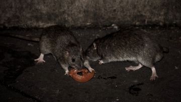 Mejorar el manejo de basura ayudaría a reducir la población de ratas.