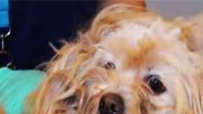 El pelo del animal estaba pegado a su piel y además sufría una invasión de gusanos