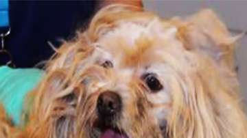 El pelo del animal estaba pegado a su piel y además sufría una invasión de gusanos