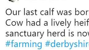 Un granjero decide que no matará más animales.