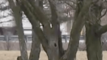 Una hija quiere enterrar a sus padres juntos cuando descubre que la tumba de su padre está vacía.