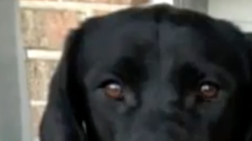 Malcom y su perro reunidos tras quedar en libertad.