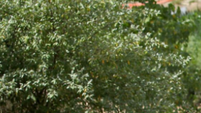 Potencia y economía no están peleados.